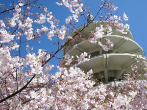 Cherry Blossom SF